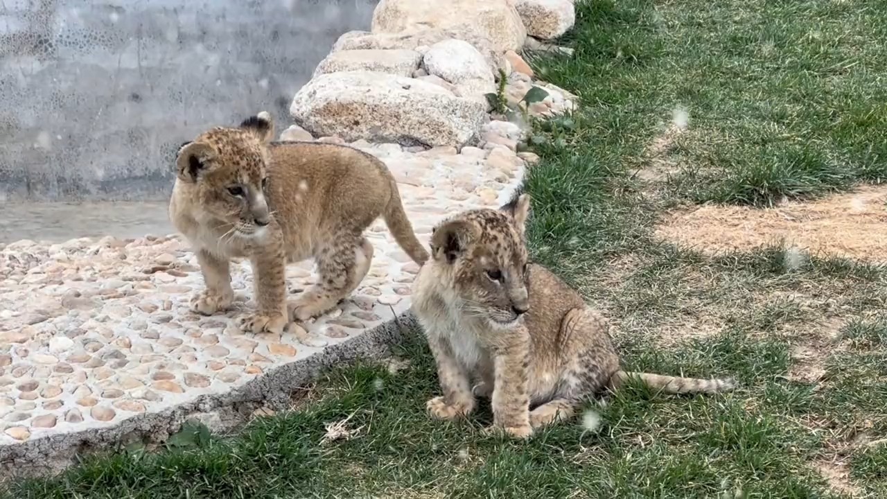 小狮子小老虎吃自助餐啦,老规矩:小孩先上桌