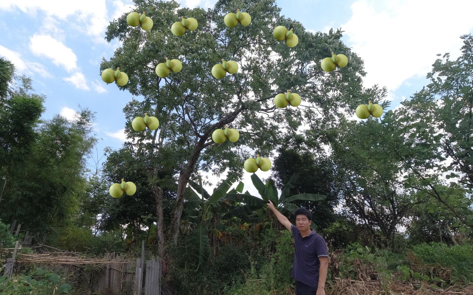 60年前太爷爷随手种的黄金树,有人出100000元却没买,后悔不已哔哩哔哩bilibili