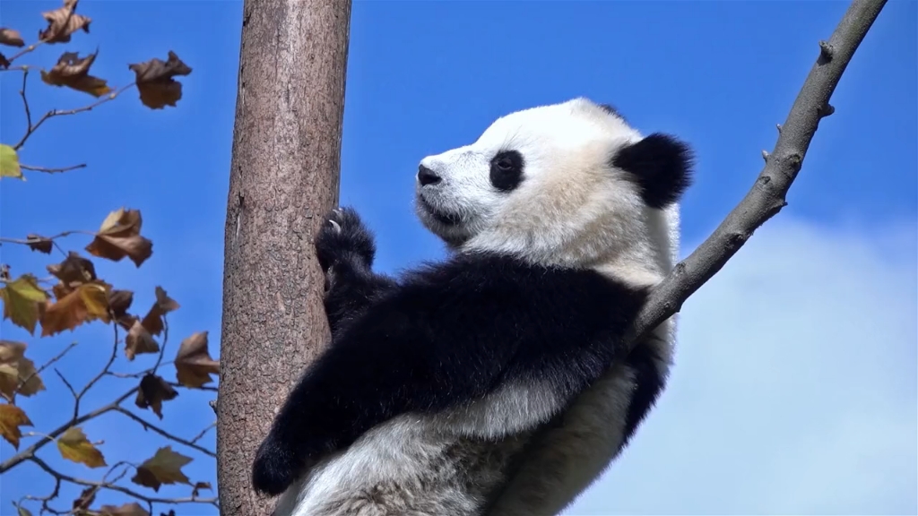 熊猫坐v树杈上的图片图片