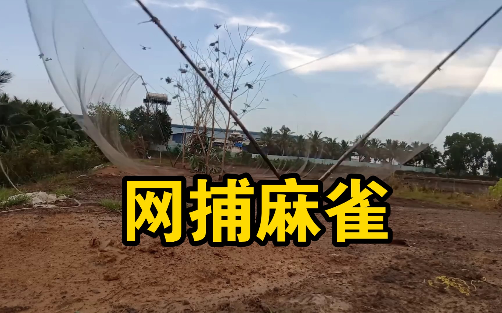 这树究竟有何魔力?吸引麻雀源源不断的飞过来.