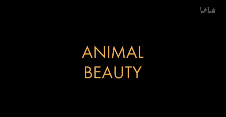 【纪录片】动物之美ANIMAL BEAUTY哔哩哔哩bilibili