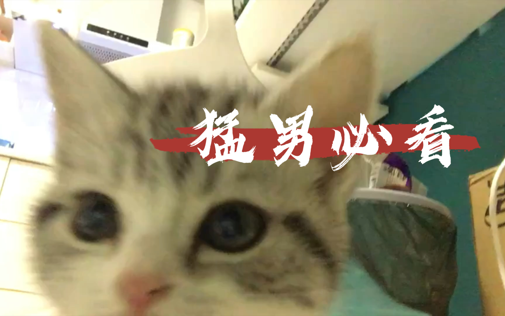 【猛男必看】小奶猫图鉴哔哩哔哩bilibili