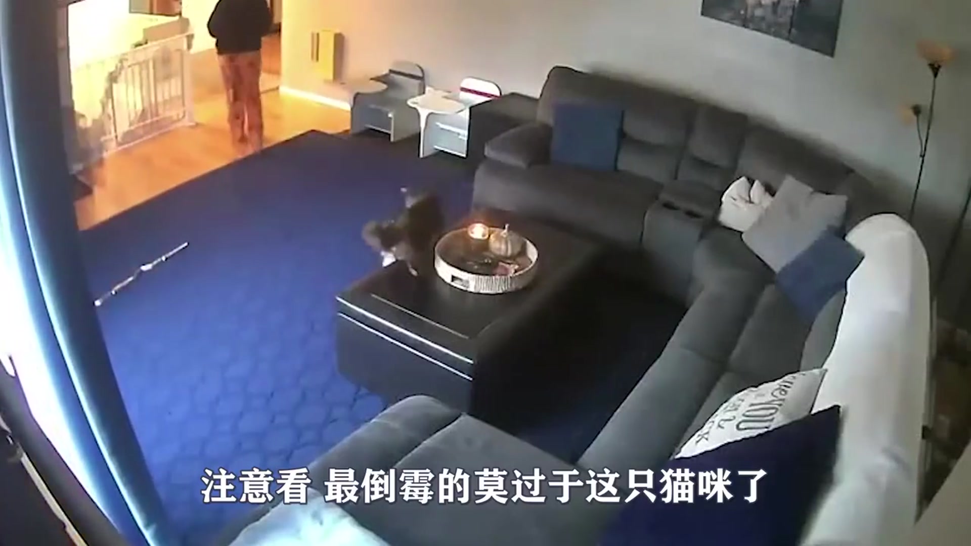 [图]猫咪尾巴着火，扭头眼看火苗越蹿越大，阿喵：谁的毛着火了？