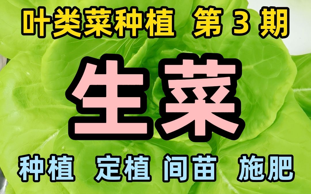 生菜的种植、定植、间苗、施肥,一个视频都讲全!哔哩哔哩bilibili