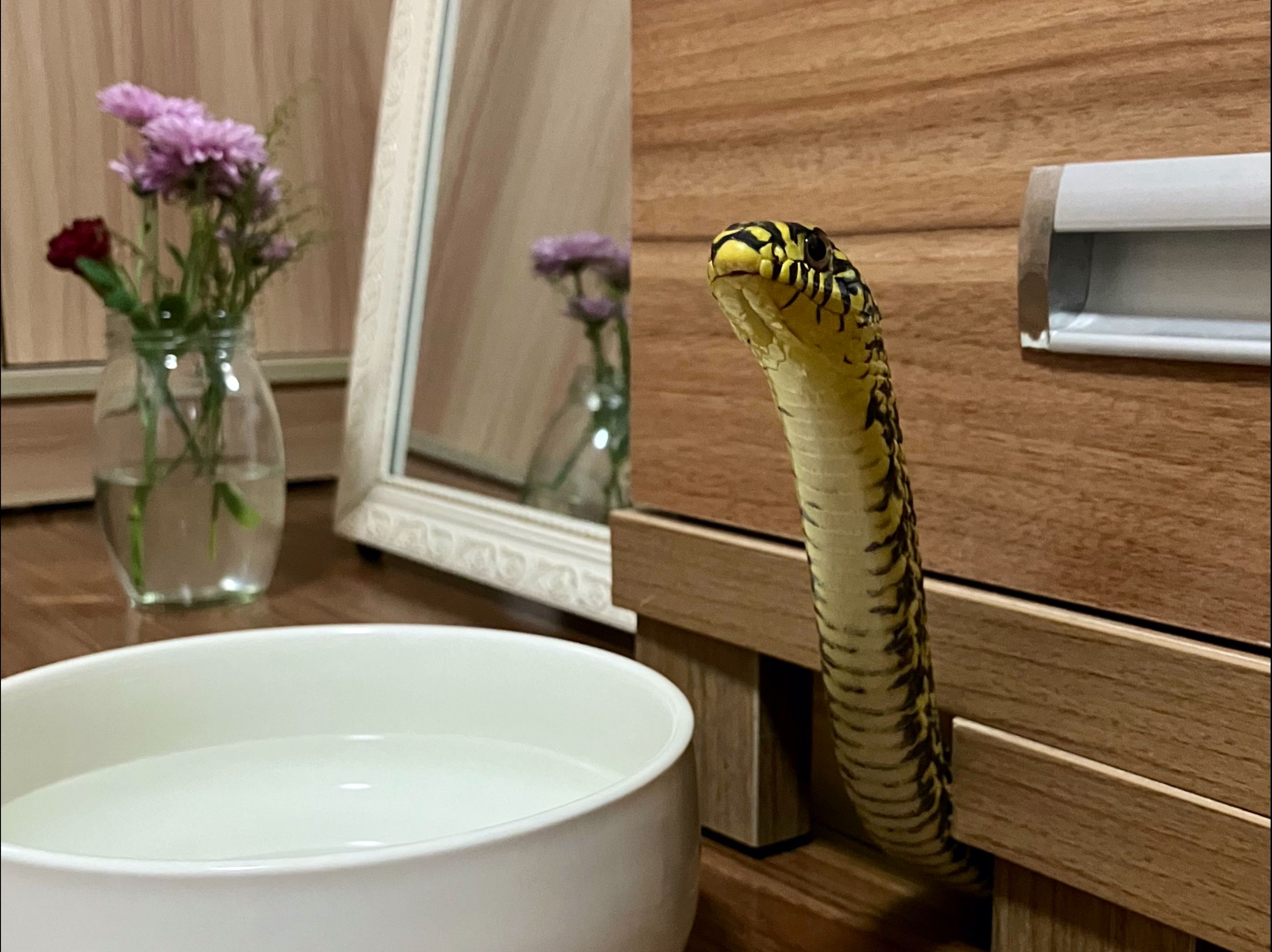 【王锦蛇】裤腰带宝贝四岁啦!