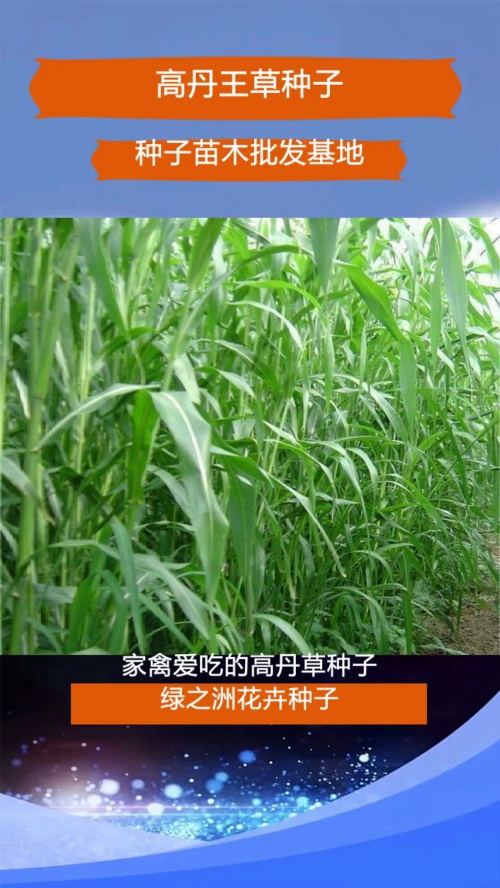 高丹王草种子产地