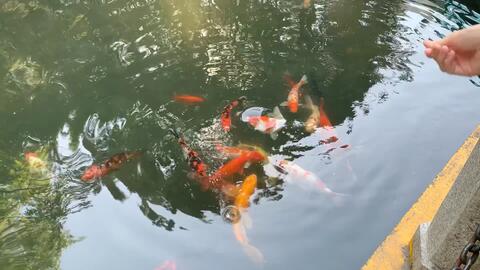 治愈系的金鱼池 哔哩哔哩