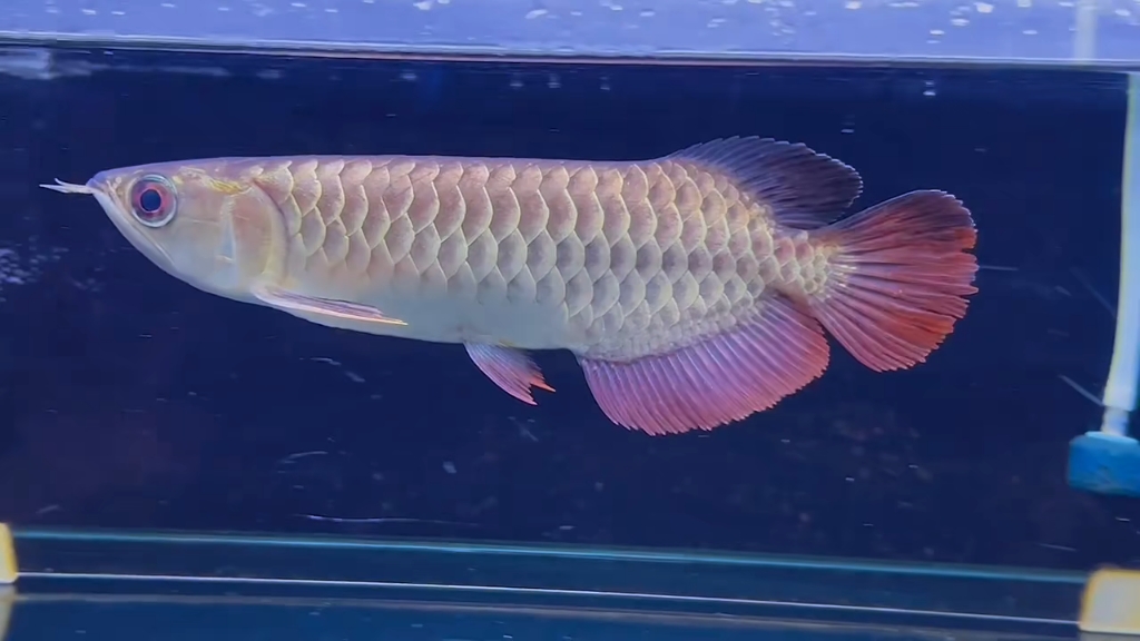 22厘米小炮头金龙鱼生龙活虎1500