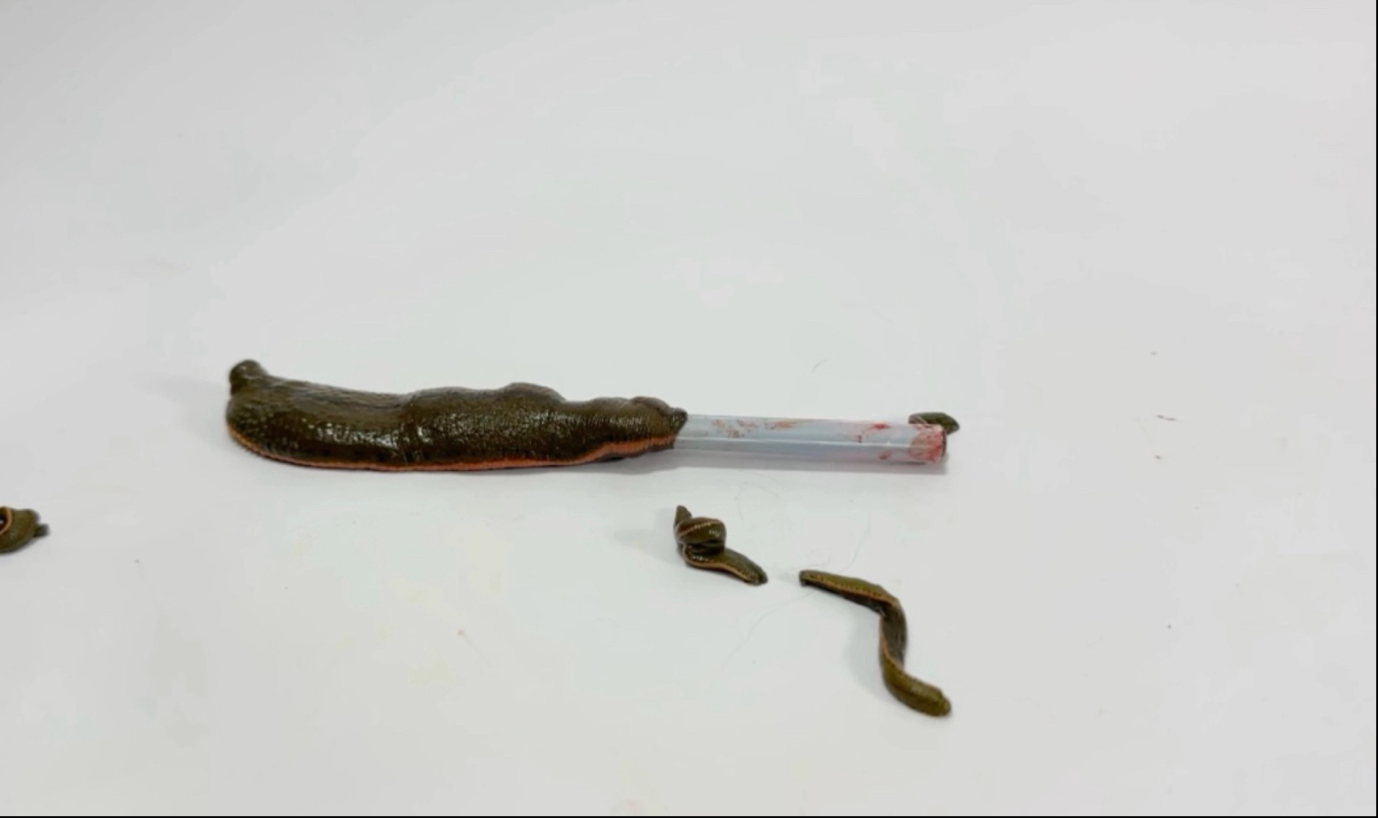 让10条小蚂蟥钻进大蚂蟥体内待一个月!会发生什么事?