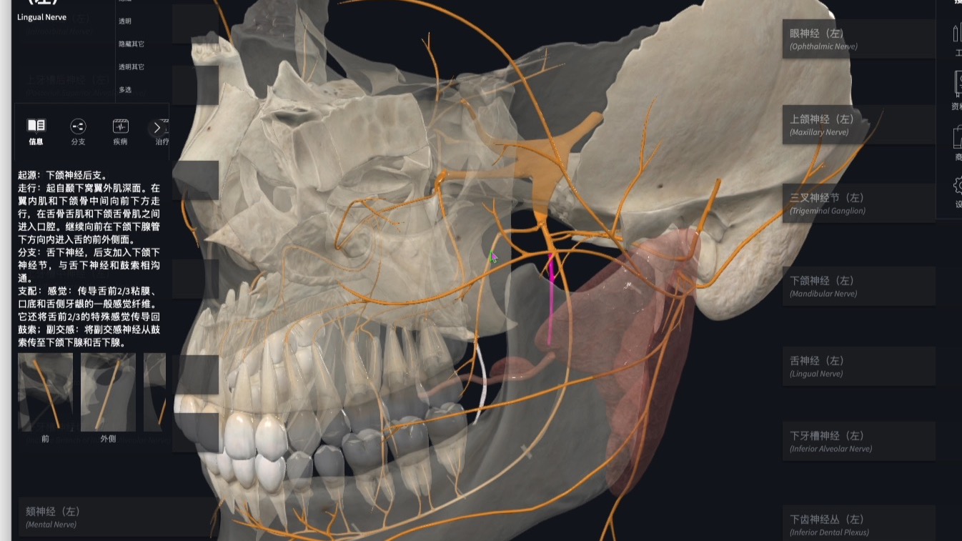 下颌神经阻滞麻醉的解剖特点