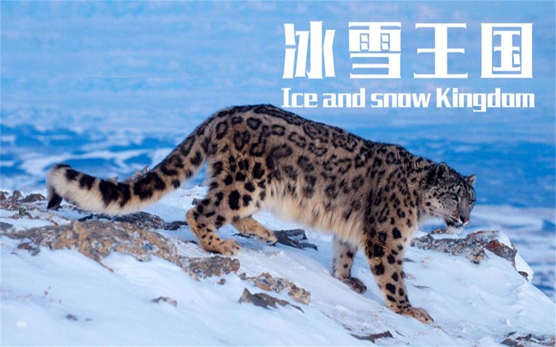 野生藏獒对抗雪豹图片