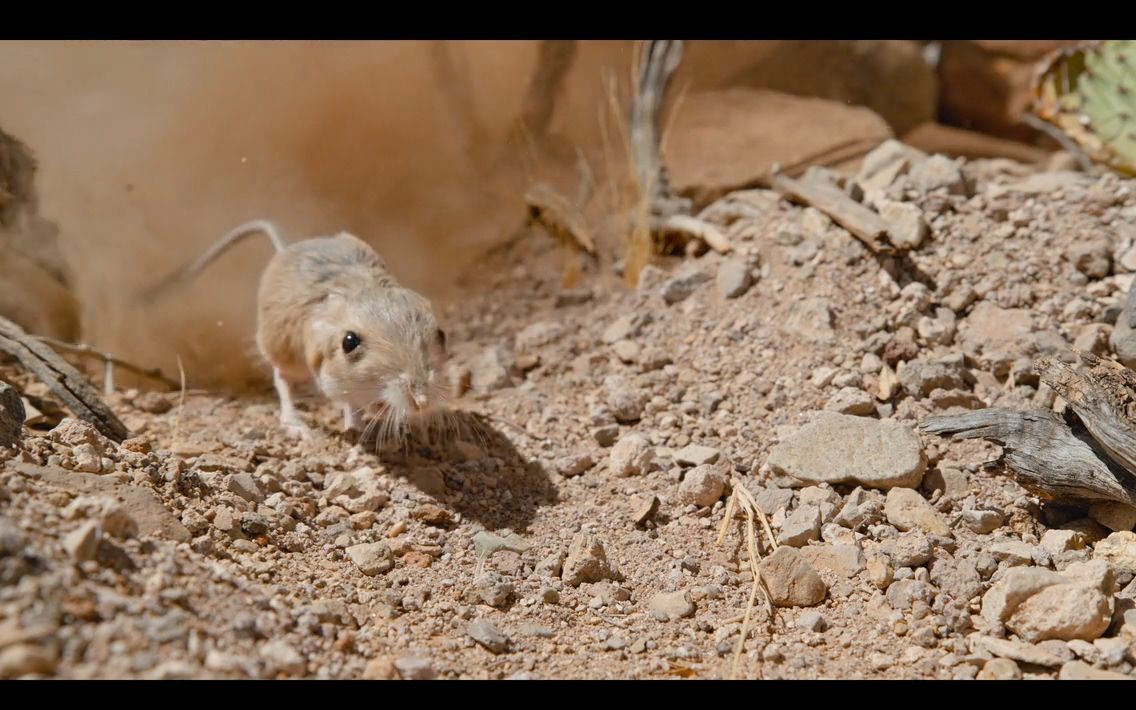 小老鼠的逃亡之旅#风暴来袭