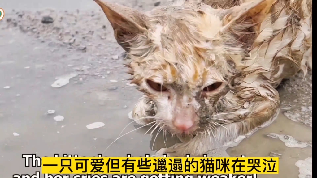 [图]一个月的猫咪被遗弃大街上，猫咪泪水涟涟，妈妈你在哪儿？#万物皆有灵性 #善待动物关爱生命 #动物救援