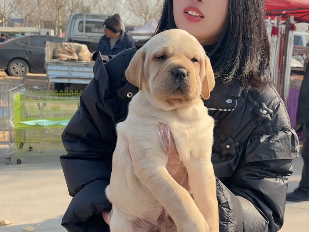 最温顺的狗狗拉不拉多