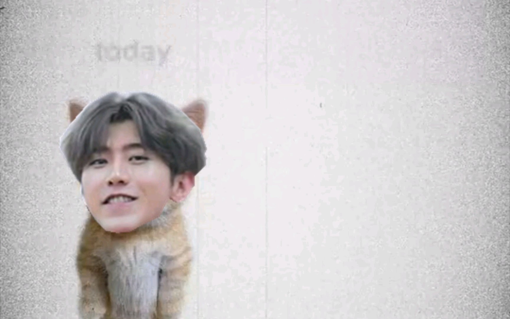 可颂猫但是坤坤