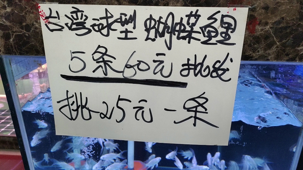 花地湾台湾蝴蝶鲤12元一条,第一次见过这么便宜的,你们感觉值吗哔哩哔哩bilibili