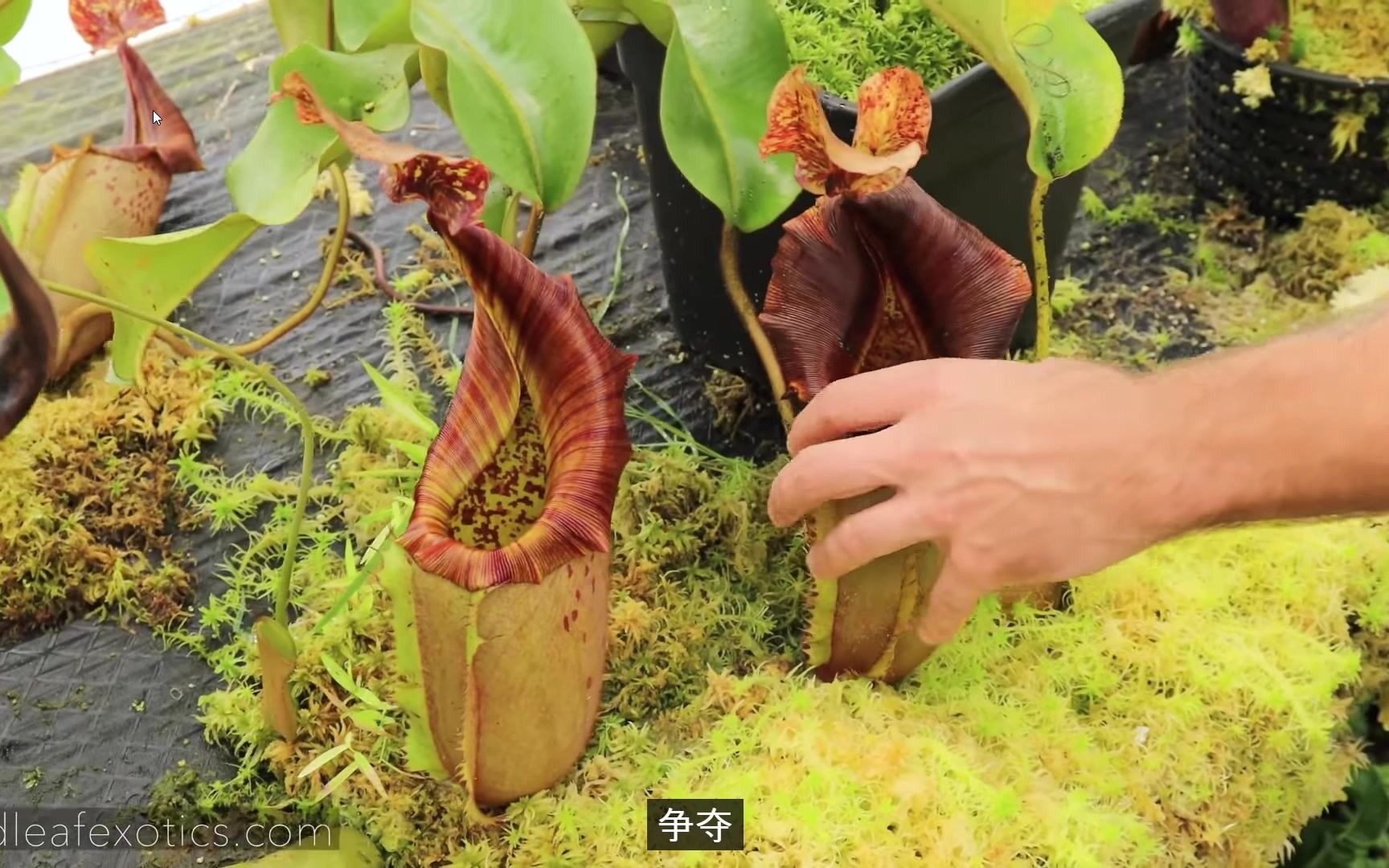 REDLEAF EXOTICS! Nepenthes (August Highland)2哔哩哔哩bilibili