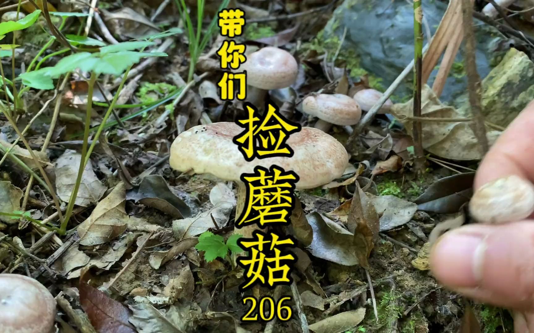 天气不错、捡蘑菇咯、下半年的乌枞菌来咯、满地都是、蘑菇捡到爽哔哩哔哩bilibili