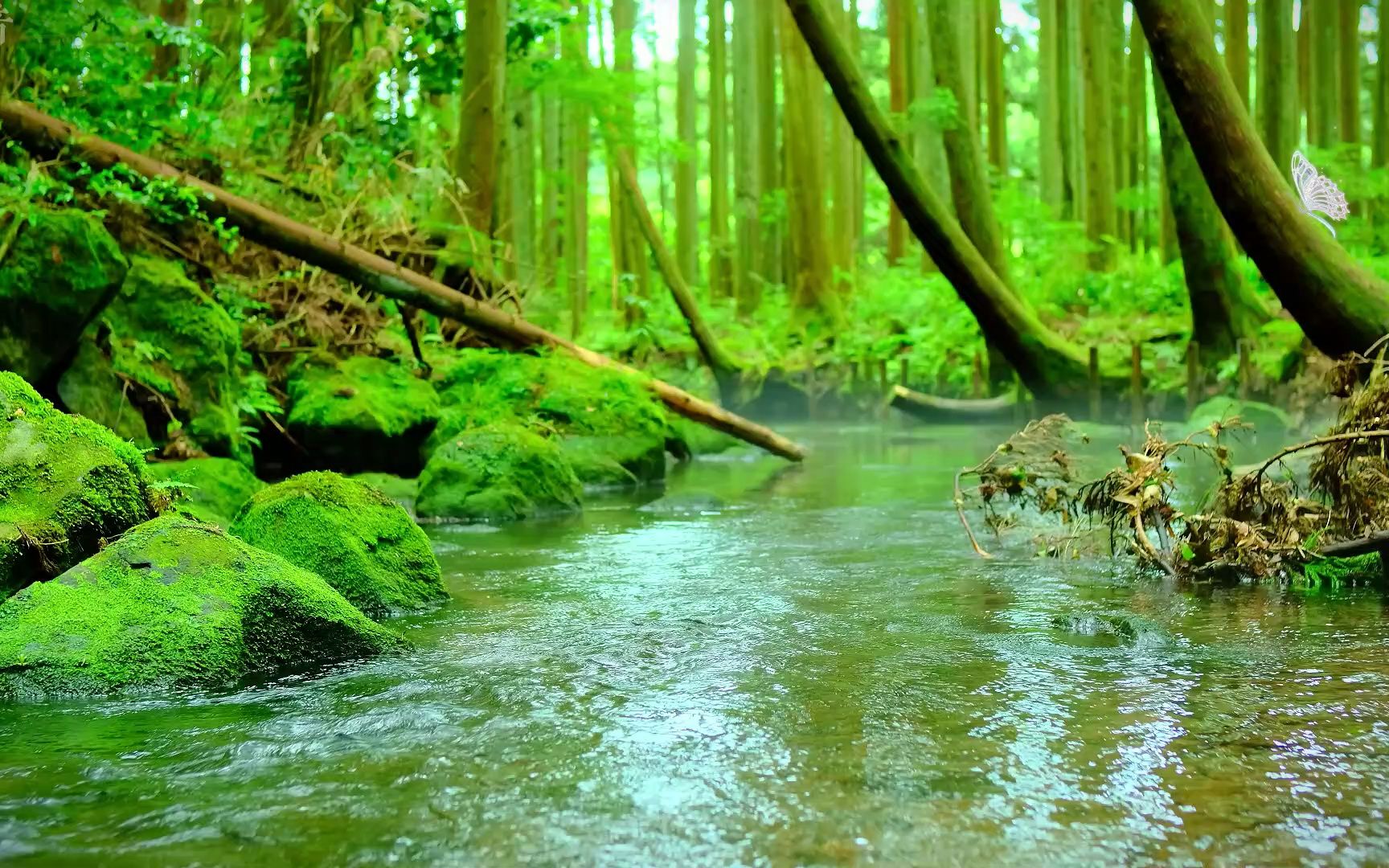 【寝音】漫步森林中 看到如此治愈美景 忍不住驻足 让人安静放松