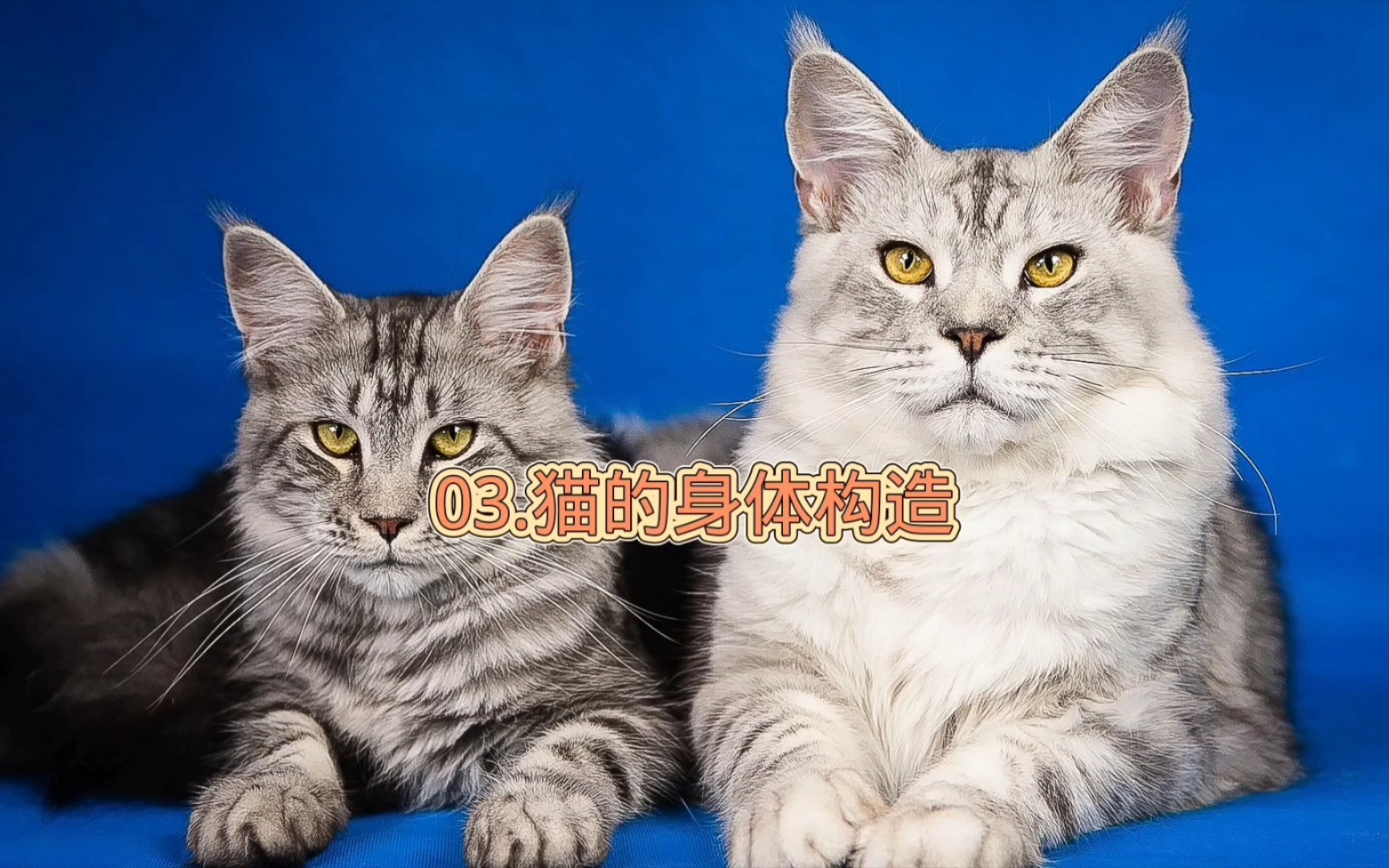 猫咪的身体构造篇哔哩哔哩bilibili