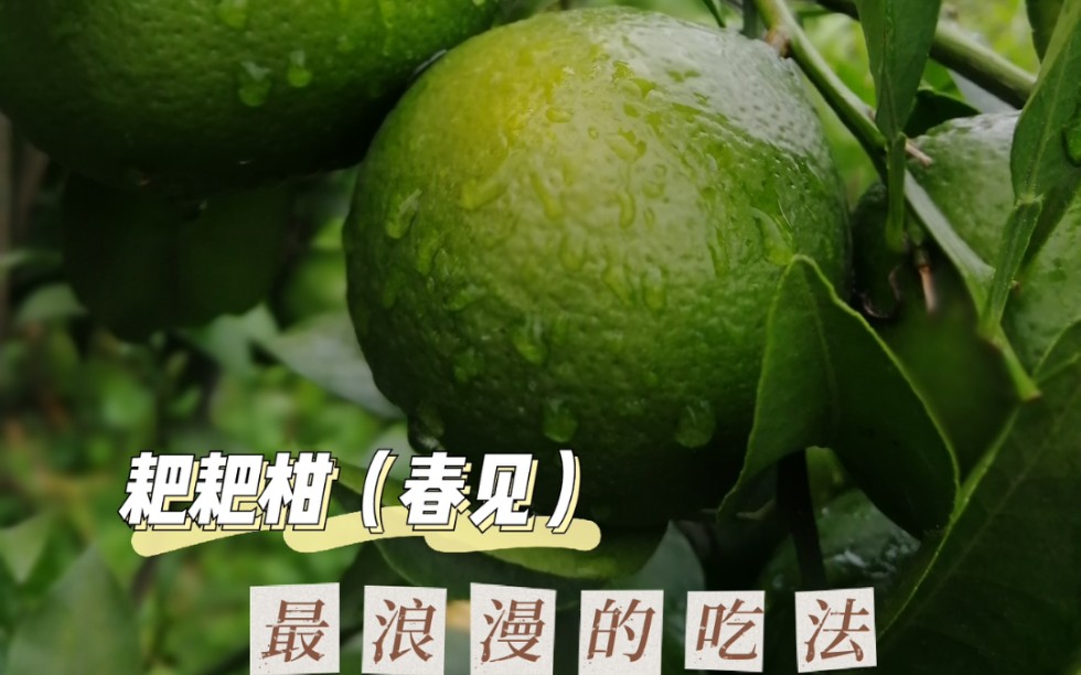 春见什么品种最好吃(春见好吃吗)