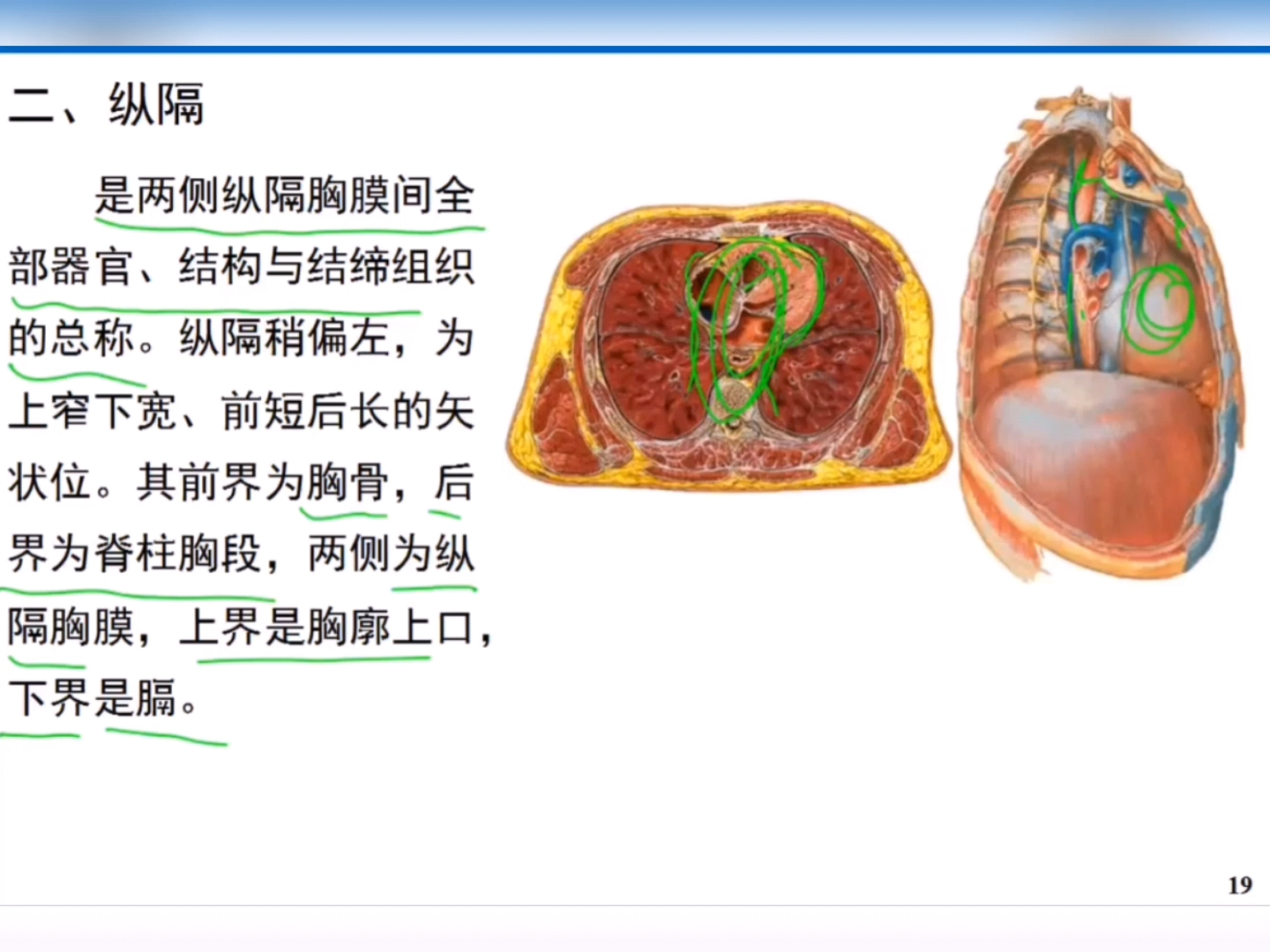 人体解刨学:纵隔