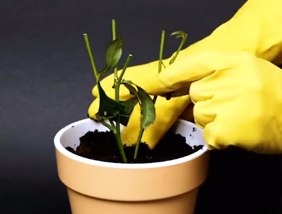 種植小技巧 生活小妙招 玫瑰花嫁接技巧