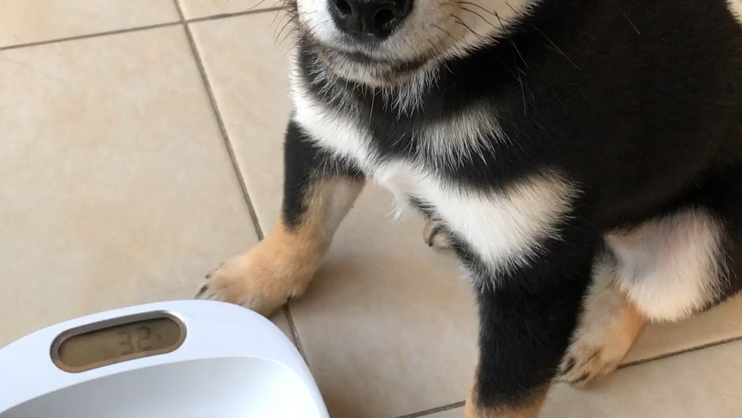 三个月柴犬的暴风吸入