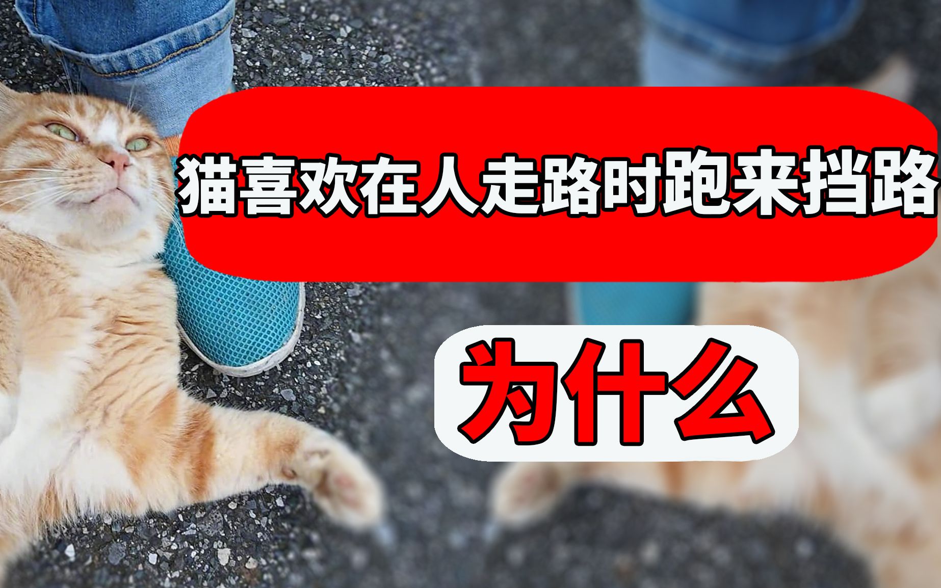 猫为什么喜欢在人走路的时候跑来挡路?原来背后大有深意! 【养猫迷思EP28】哔哩哔哩bilibili