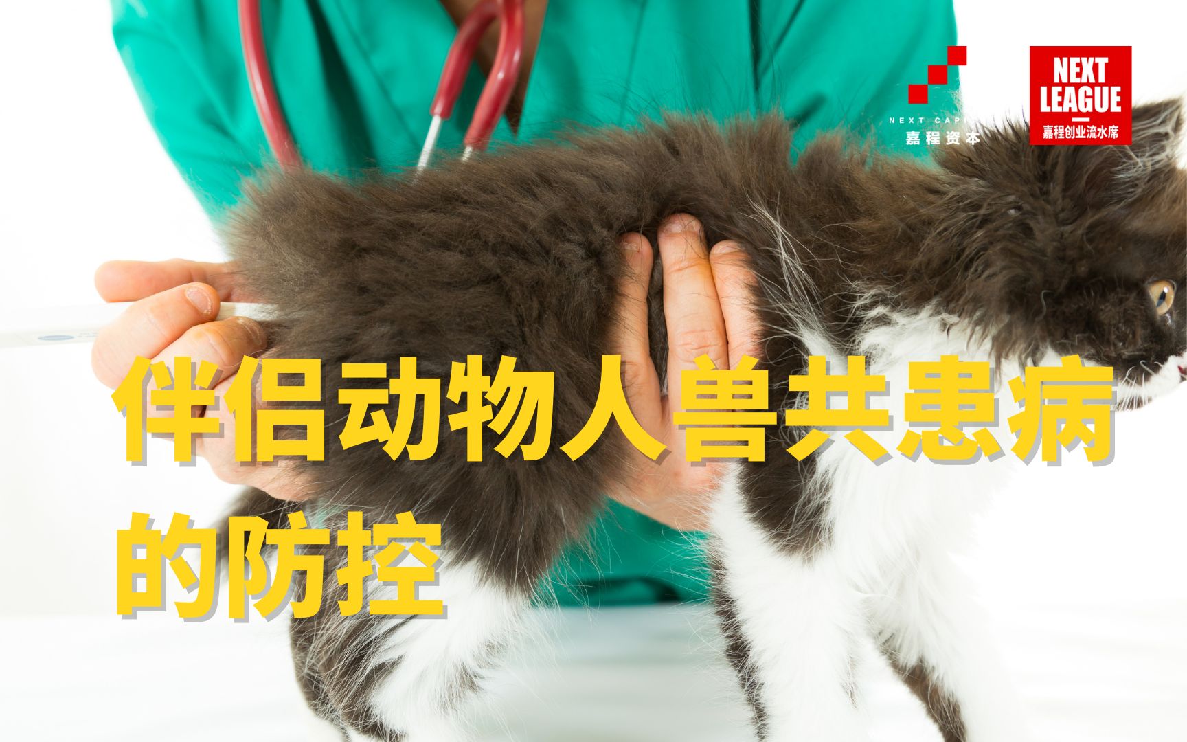 【宠物医疗】上海交通大学农业生物学院动物科学系主任袁聪俐:伴侣