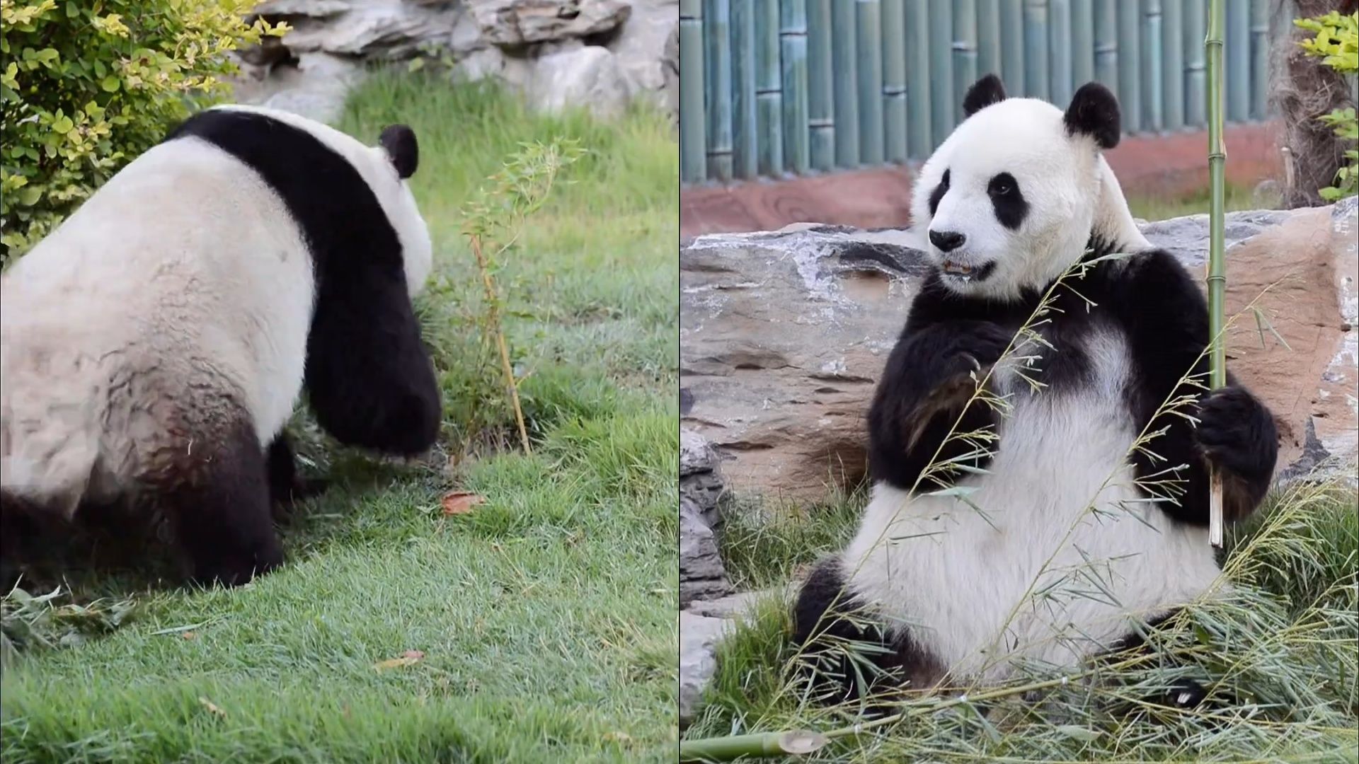 下班铃声响起,大熊猫华奥卡点下班:这破班一秒都不想多上哔哩哔哩bilibili