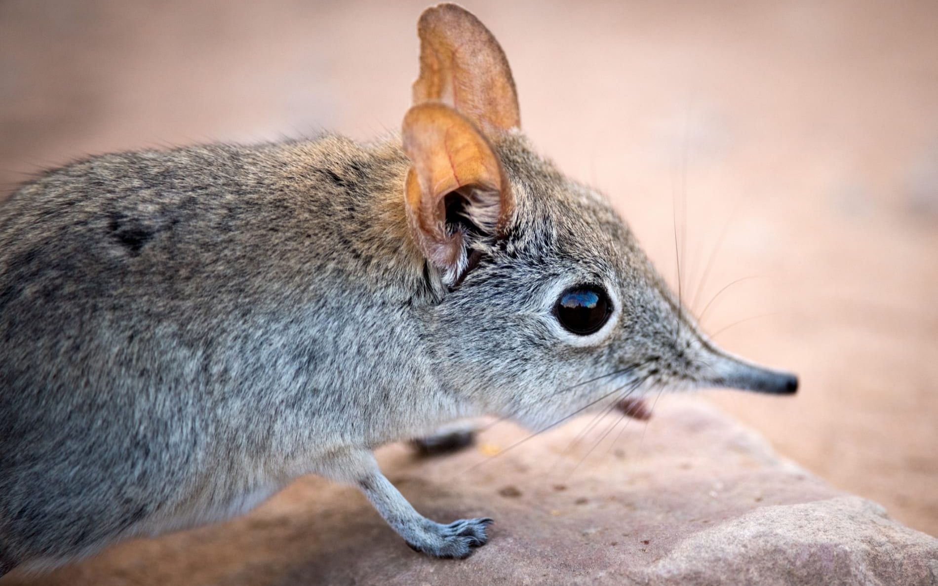 《象 鼩 : 飞 粪 之 响》