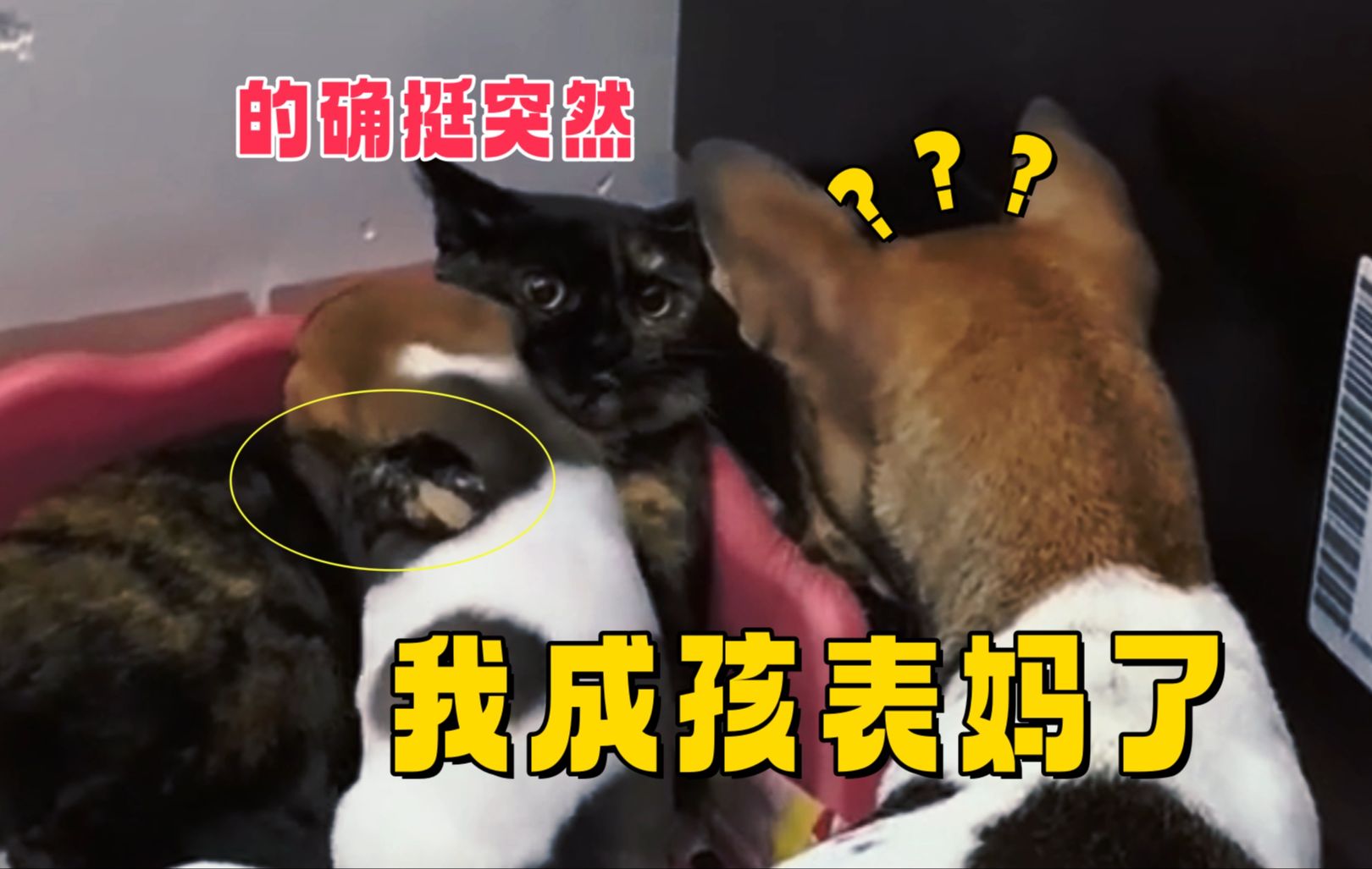 猫咪:不好意思,你成表的了哔哩哔哩bilibili