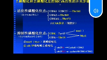 细胞周期徐晋老师哔哩哔哩bilibili