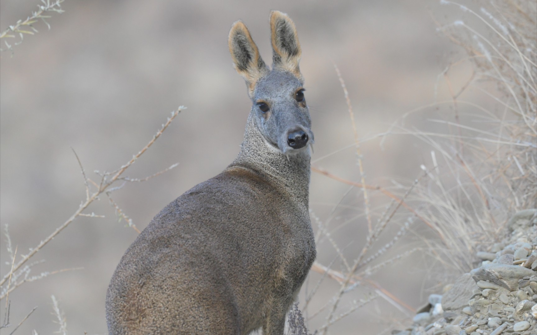 又偶遇了国家一级保护动物——马麝,这次是下地干晚饭