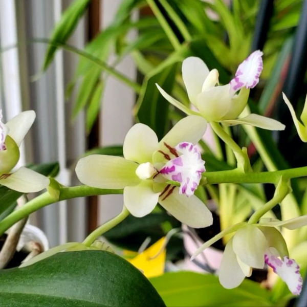 名護蘭 】希少品‼️赤花名護蘭縞 229 名護蘭 】希少品‼️赤花名護蘭縞