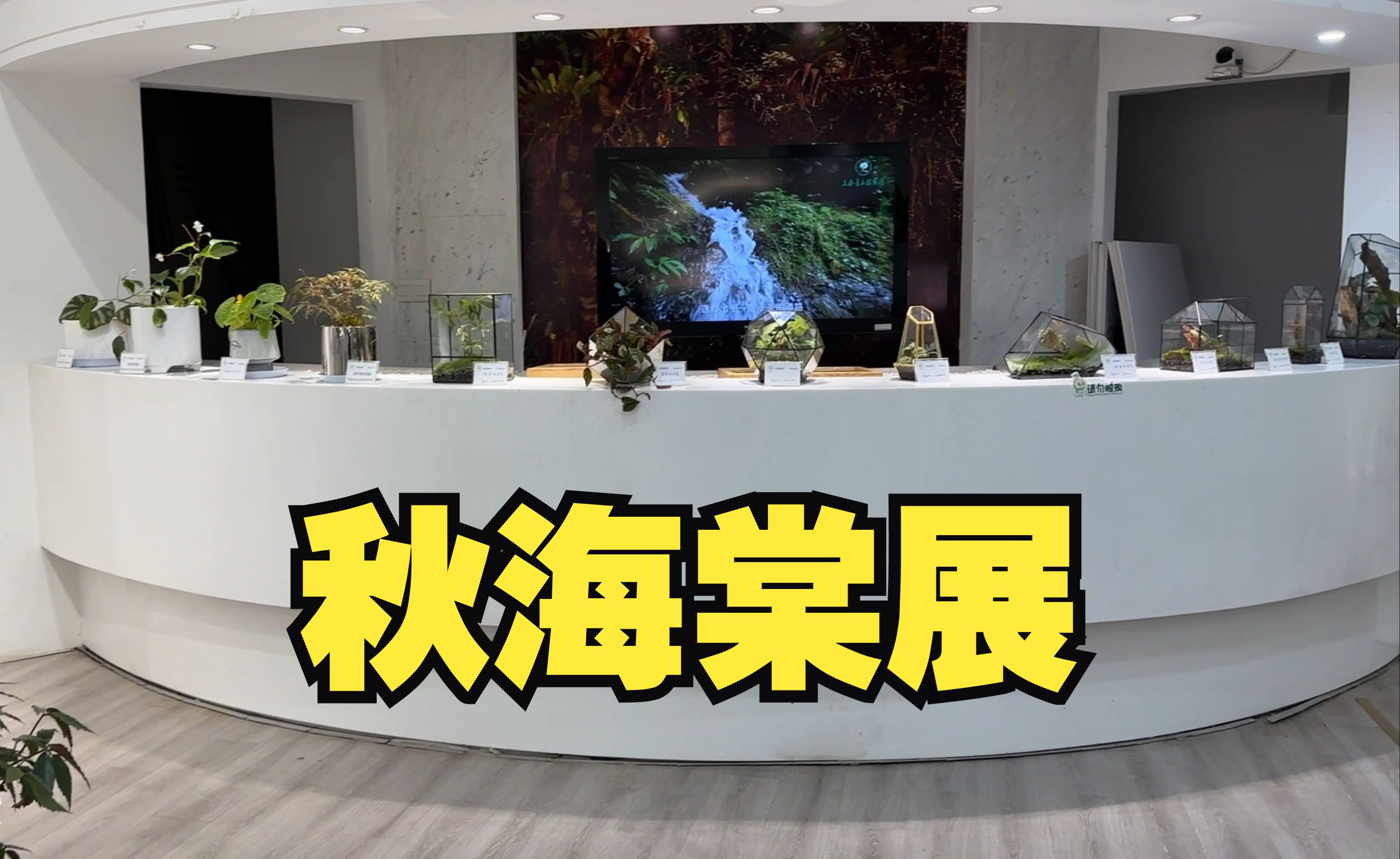 辰山植物园秋海棠展以“绚烂秋叶”为主题,展示100余种秋海棠.展馆分珍奇植物馆和共享展厅两个展区.其中值得特别关注的是辰山植物园自育秋海棠品...