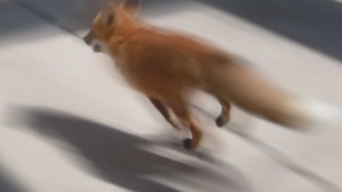 肉松 喜欢狐狸 想养狐狸的你一定要看下这个视频 哔哩哔哩 つロ干杯 Bilibili