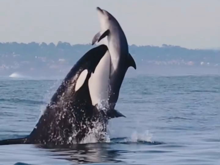 "跳跃吧!"海豚在波涛中自由翱翔 9898