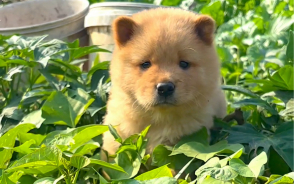 中华田园犬之黄土松犬,胖墩墩的黄土松,会是你喜欢的类型吗?