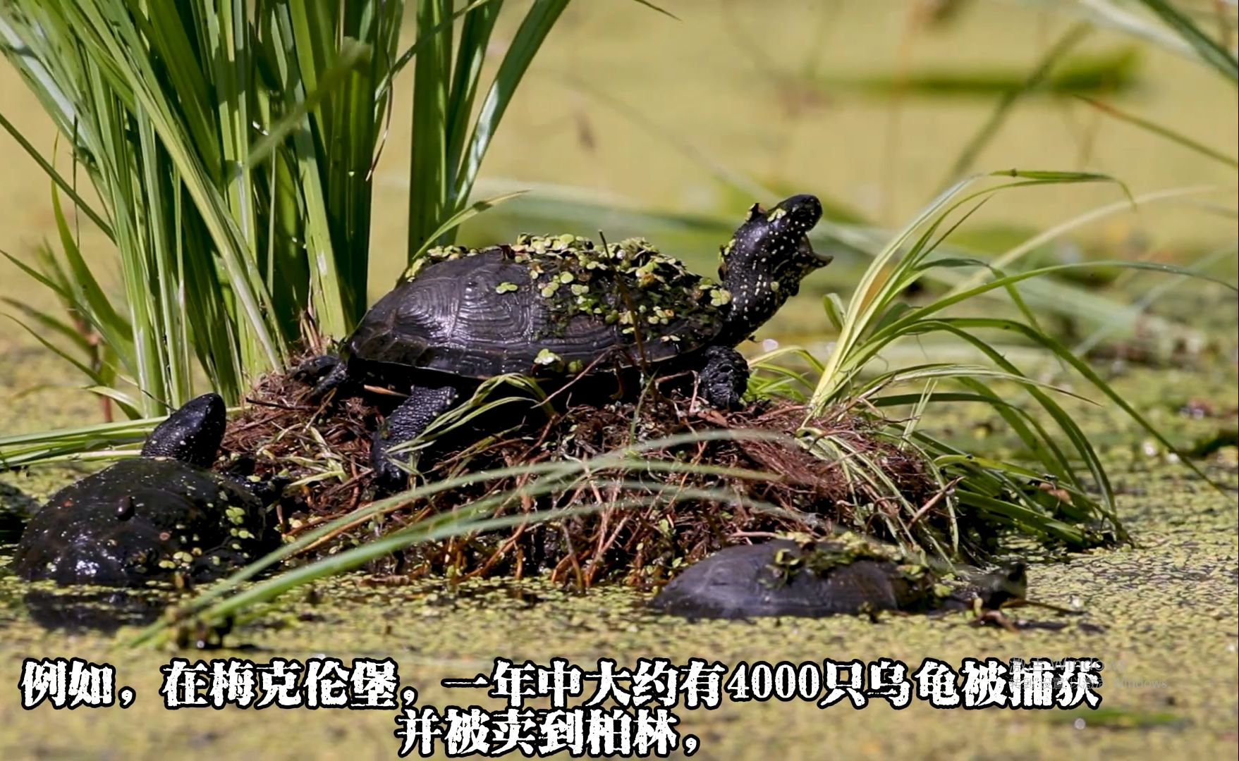 [1080p]欧洲泽龟专题纪录片第二部分-专家口述欧泽不为人知的历史