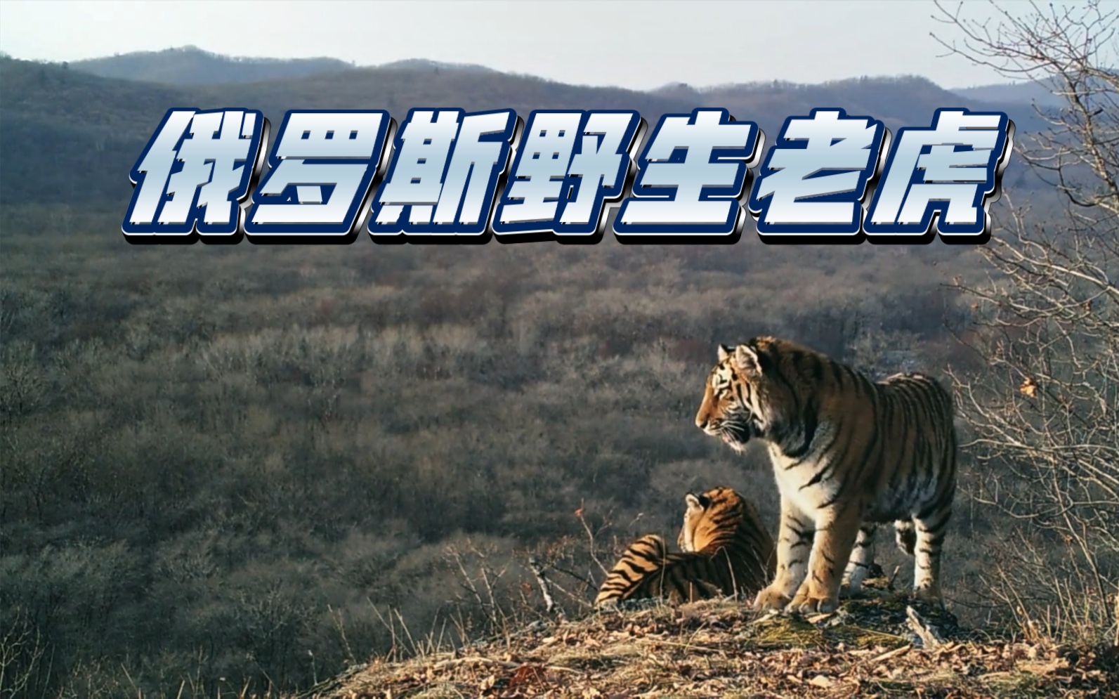 【俄罗斯野生老虎】美国2022纪录RUSSIA'S WILD TIGER哔哩哔哩bilibili