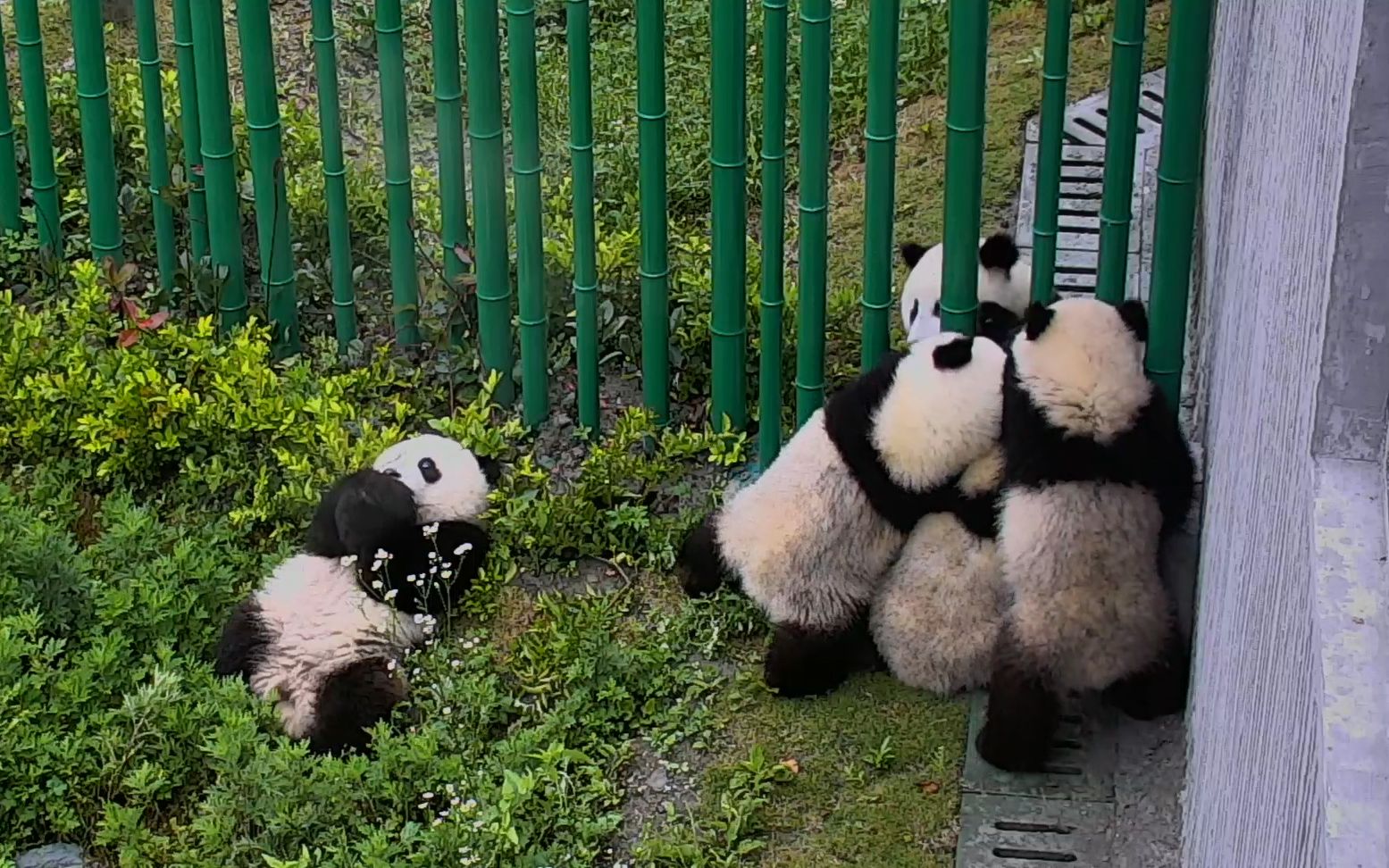 左下角的团子:都是国宝有啥稀罕的?