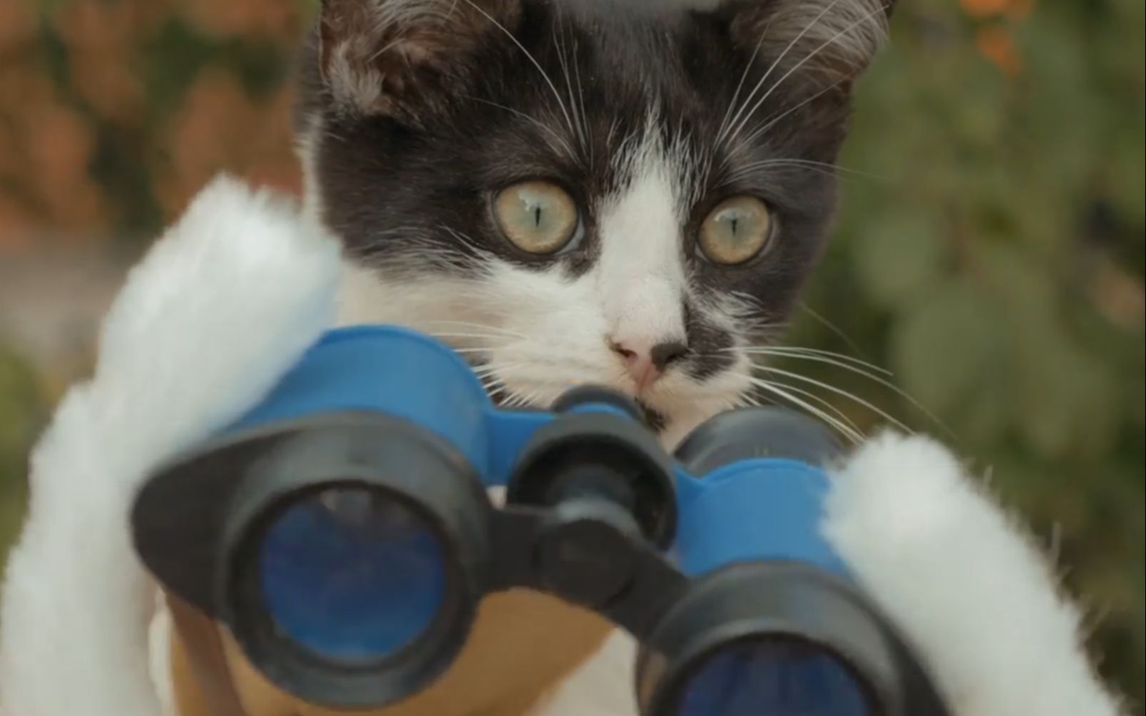 猫咪vs僵尸2