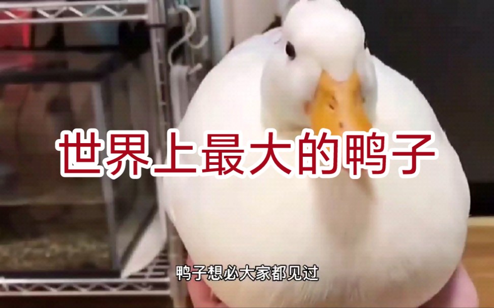 世界上最大的鸭子