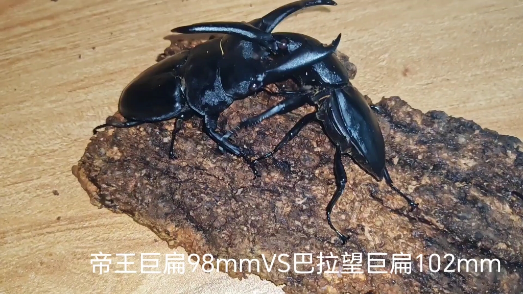 帝王巨扁98mmvs巴拉望巨扁102mm,东南亚黑帮之间的击杀集锦