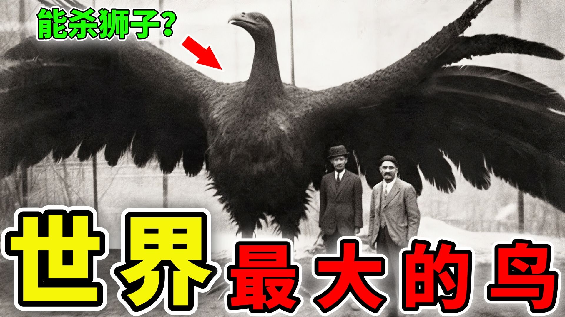 世界上最古老的鸟图片
