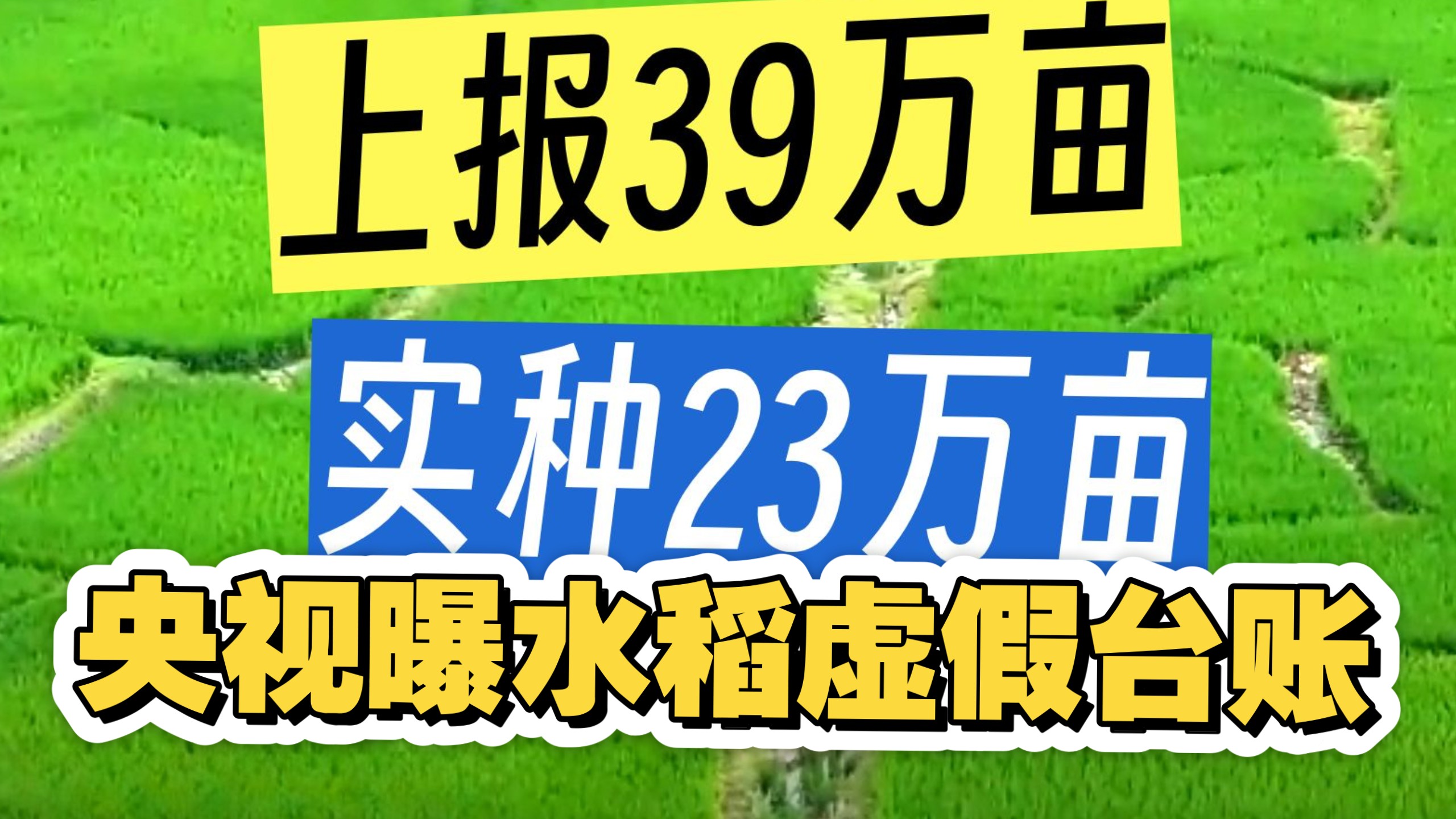 《焦点访谈》种在纸上的水稻（20260714)