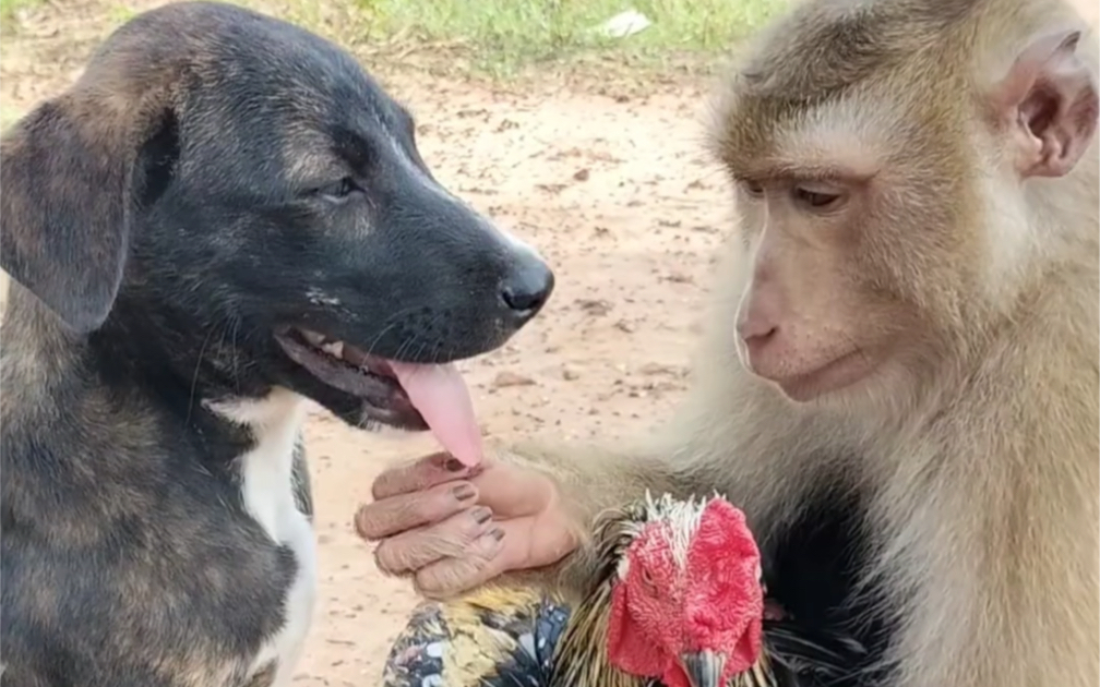 好调皮的小猴子