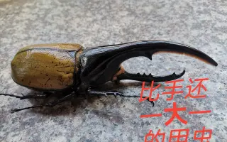 大兜虫标本制作 搜索结果 哔哩哔哩 Bilibili 大兜虫标本制作 搜索结果 哔哩哔哩 Bilibili